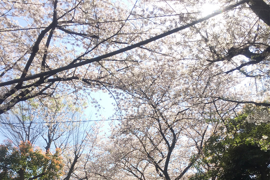 代々木上原の桜